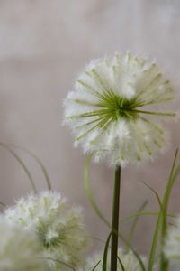 Kunstpflanze Gras mit Blüten im Topf TARA