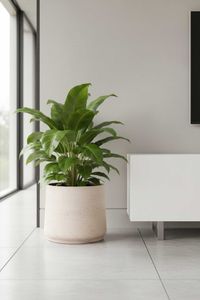 Blumentopf Pflanztopf Fiberglas TROPICO Creme