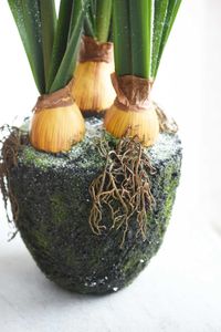 Kunstpflanze Amaryllis-Arrangement im Erdballen PALLORE weiß