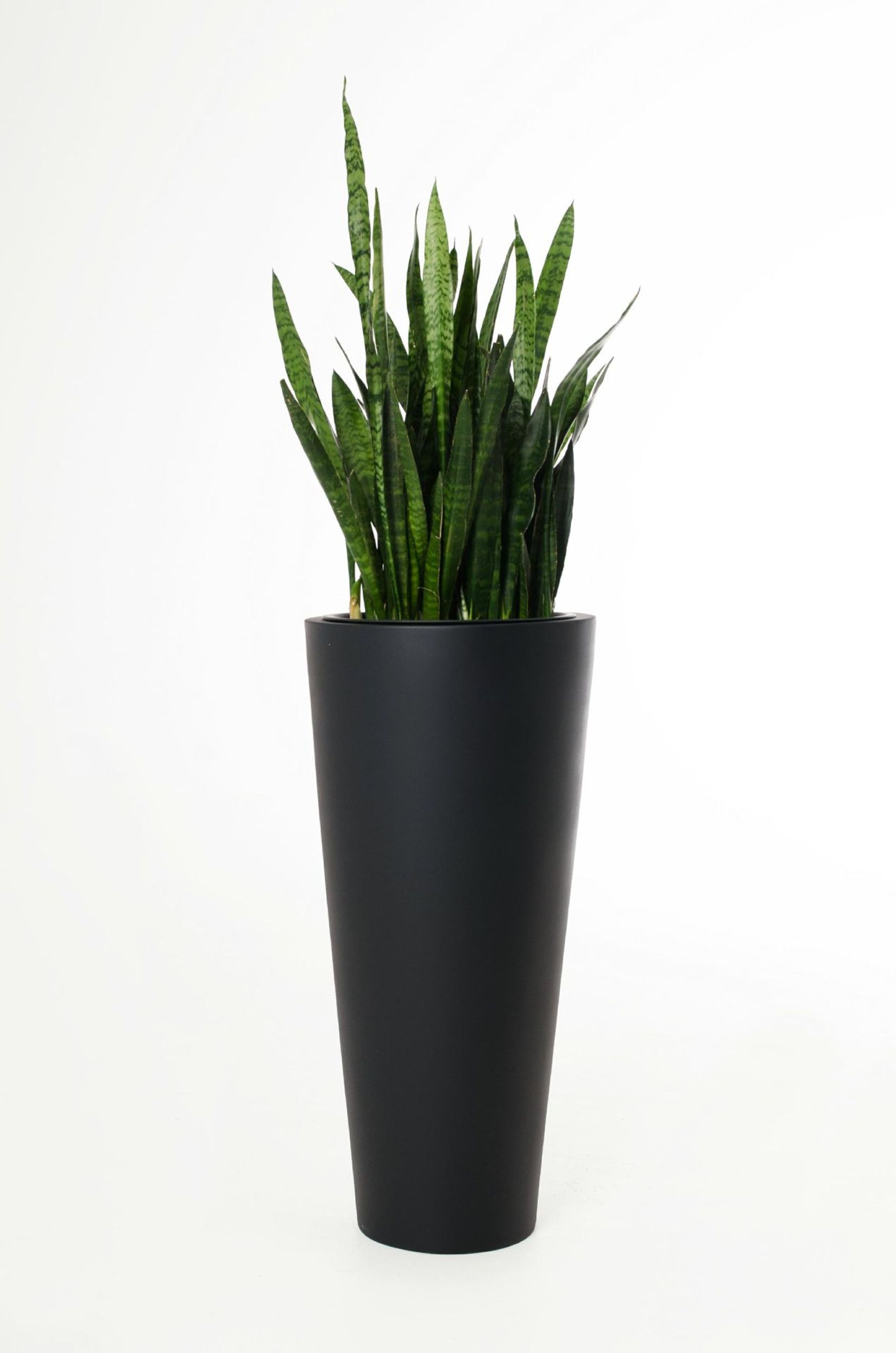 Vase 60 cm - Die qualitativsten Vase 60 cm ausführlich analysiert