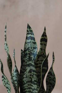 Kunstpflanze Bogenhanf Sanseviera künstlich SANSI