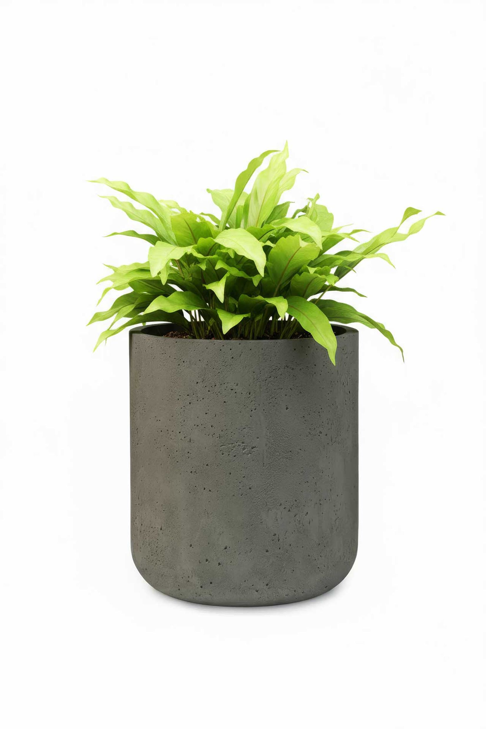 Blumentopf Pflanztopf Fiberglas CHICO Vesuvgrau Blumentopf Pflanztopf Fiberglas CHICO Vesuvgrau