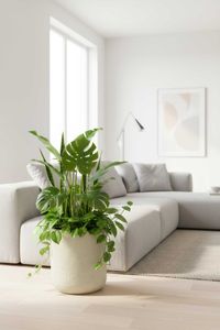 Blumentopf Pflanztopf Fiberglas CHICO Vesuvcreme