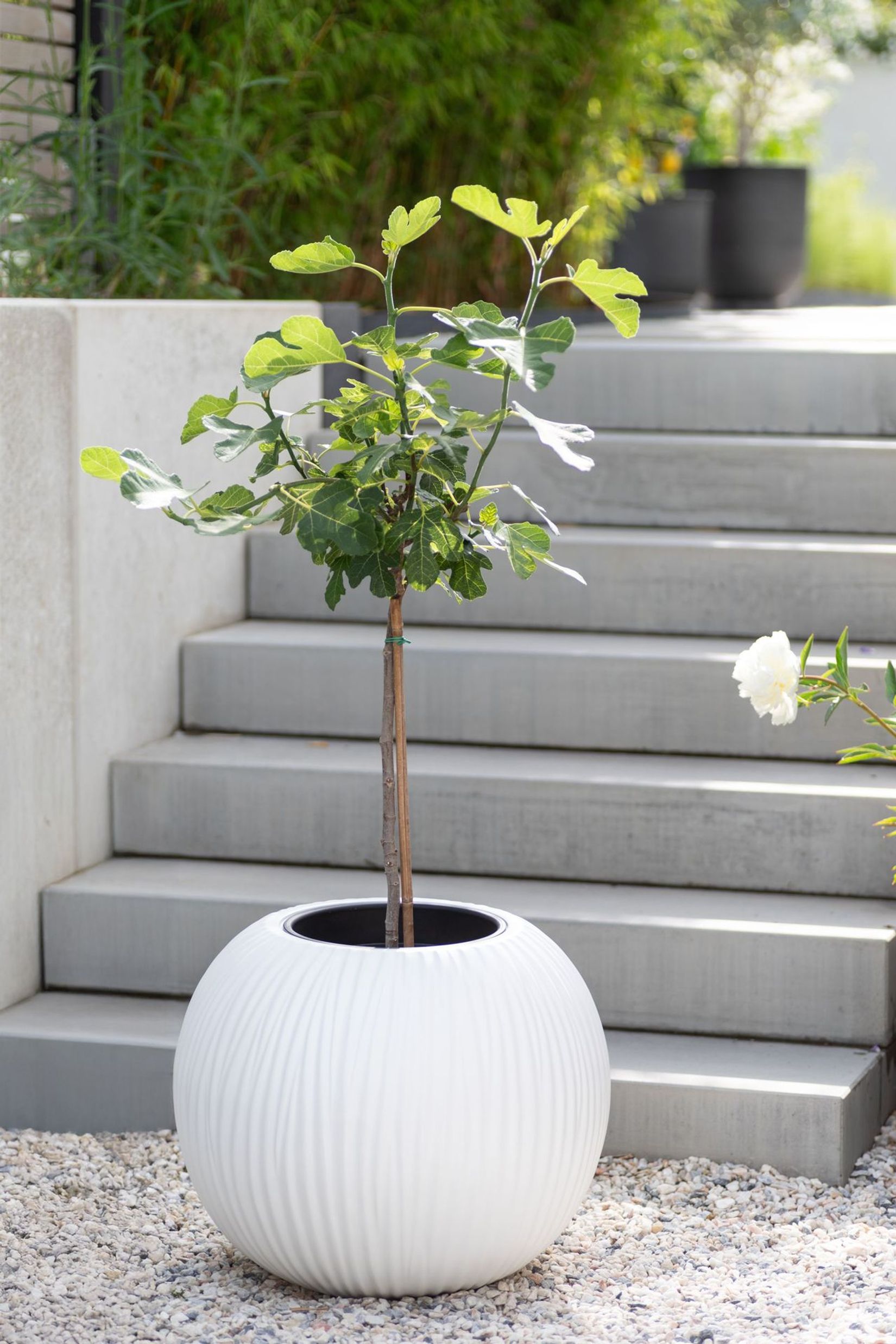 Pflanzkübel Blumenkübel Fiberglas VITRO weiß matt