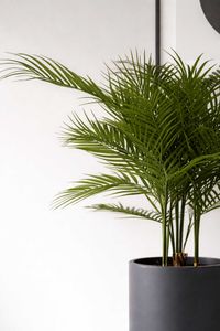 Kunstpflanze im anthrazitfarbenen Topf Kunststoff AREKA