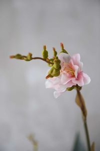 Kunstpflanze Blumenrohr in cremefarbenem Dekotopf CANNA rosa