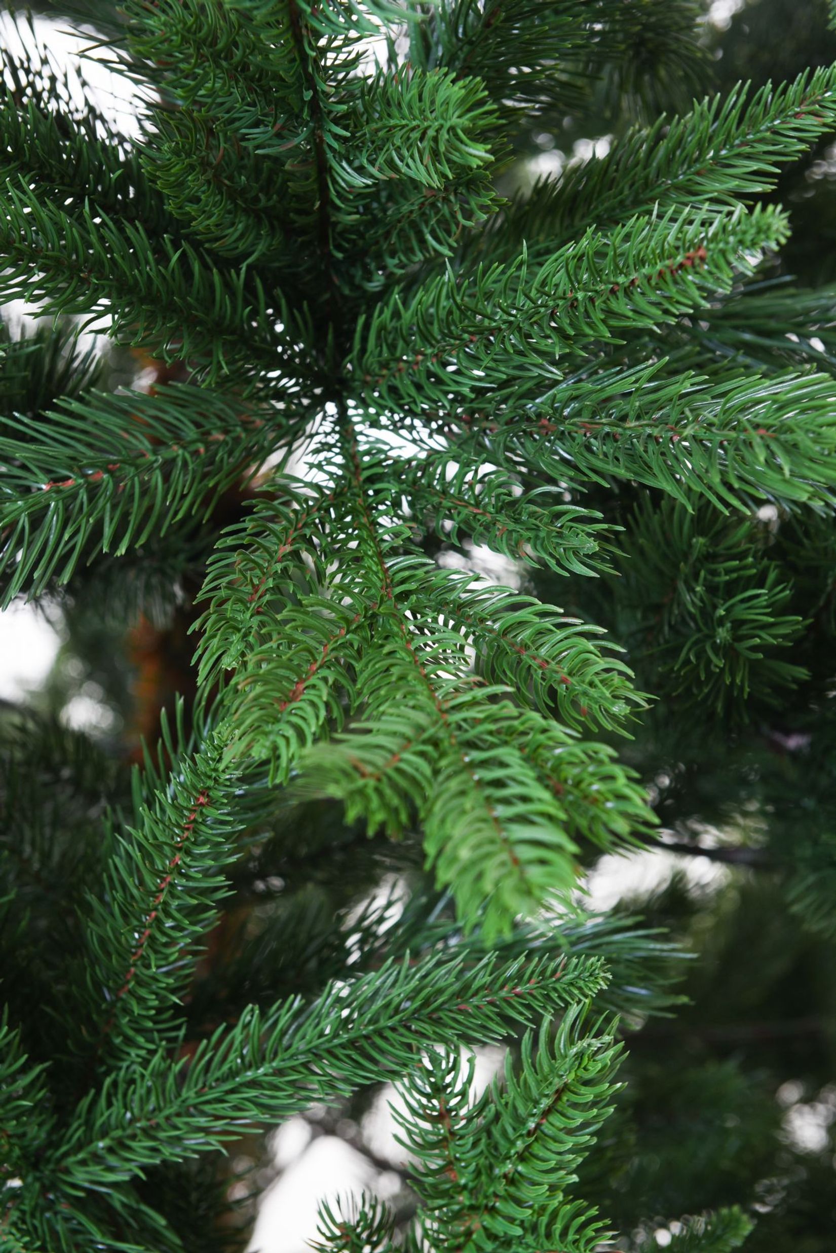 Künstlicher Weihnachtsbaum Premium Nordmanntanne, 240 cm hoch - Modell 2025 7 Künstlicher Weihnachtsbaum Premium Nordmanntanne, 240 cm hoch - Modell 2025