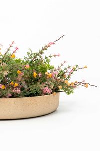 Pflanzschale Dekoschale Fiberglas ORYVEN Arbanecreme