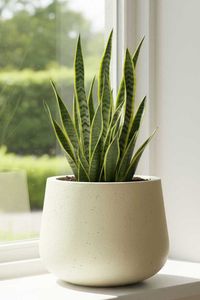 Blumentopf Pflanztopf Fiberglas GIRAR Vesuvcreme