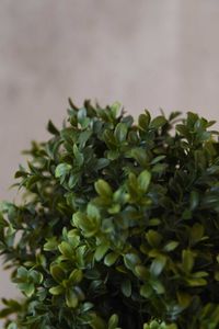 Kunstpflanze Buchsbaum im schwarzen Kunststofftopf BUXA