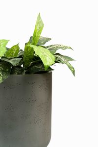 Blumentopf Pflanztopf Fiberglas CHICO Vesuvgrau