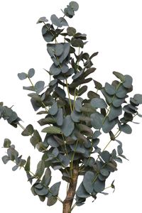 Kunstpflanze Eukalyptus im Topf EUKALY