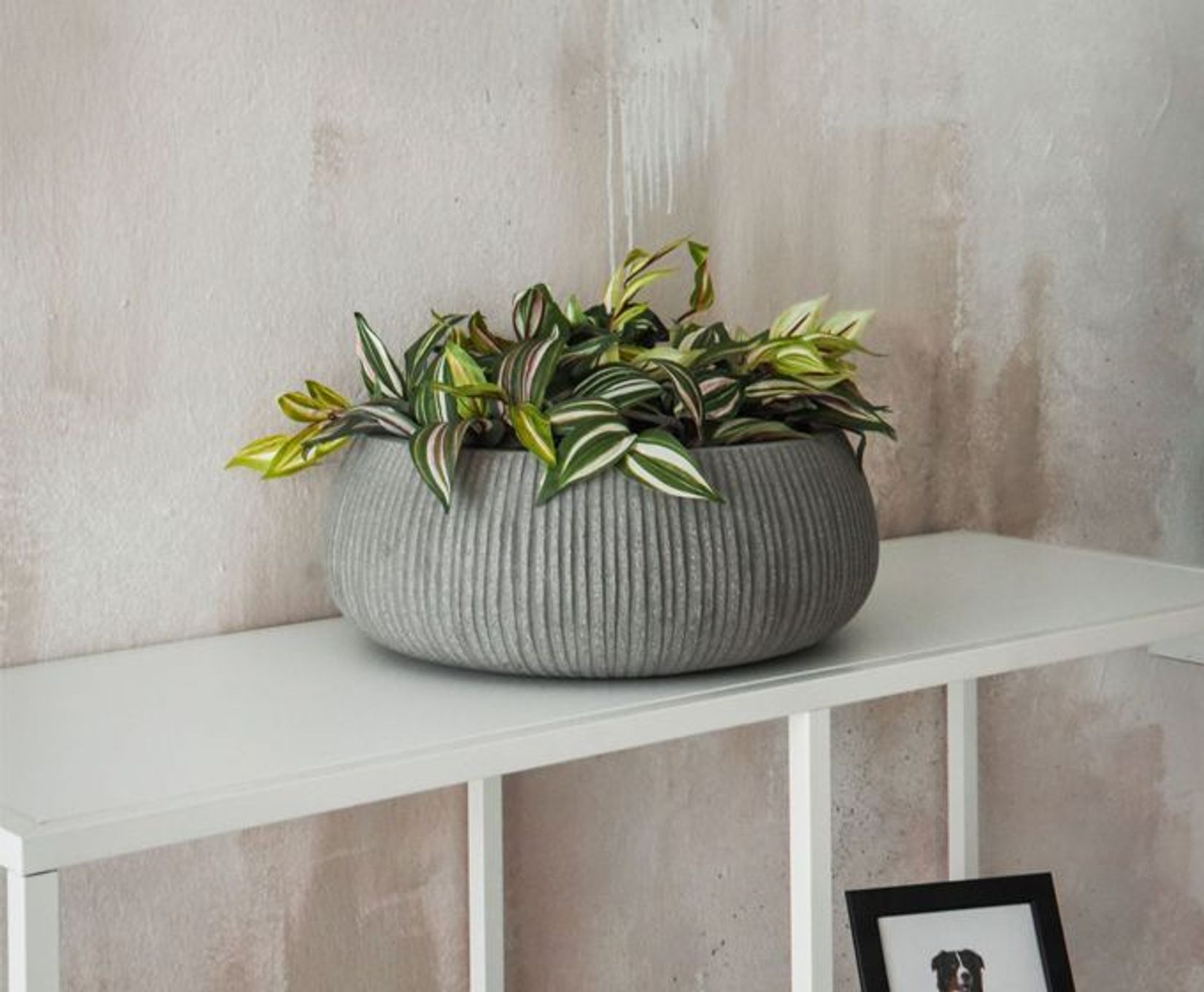 Pflanzschale grau auf Kommode Pflanzschale grau auf Kommode
