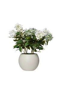 Kunstpflanze Hortensie im Topf Kunststoff HYDRANGA creme Kunstpflanze Hortensie im Topf Kunststoff HYDRANGA creme