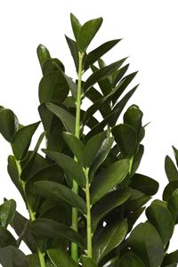 Kunstpflanze Glücksfeder Zamioculcas künstlich ZAMU