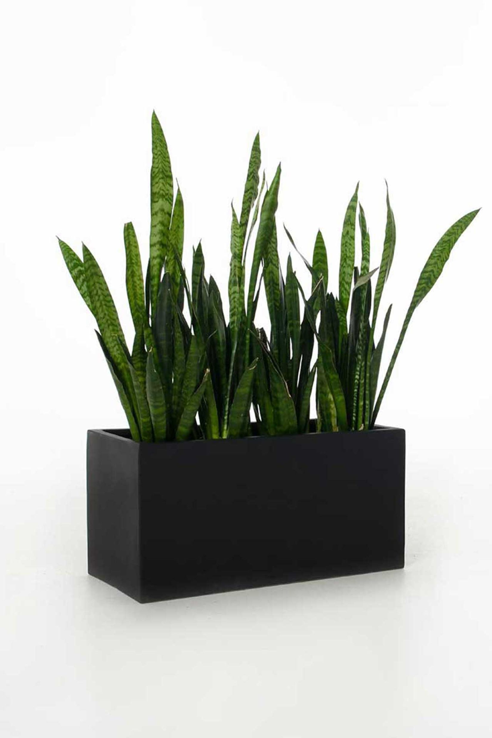 Pflanzkübel Pflanztrog Fiberglas "Maxi", Anthrazit Pflanzkübel Pflanztrog Fiberglas "Maxi", Anthrazit