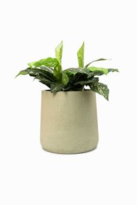 Blumentopf Pflanzkübel Fiberglas VEKRA Vesuvcreme