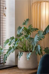 Blumentopf Pflanztopf Fiberglas TROPICO Creme