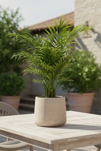 Blumentopf TROPICO Fiberglas 23x20 cm Beige Blumentopf TROPICO Fiberglas 23x20 cm Beige