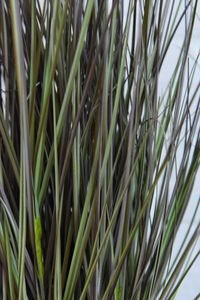 Kunstpflanze Kunstgras Kunststoff SEGGE Kunstpflanze Kunstgras Kunststoff SEGGE