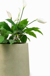 Blumentopf Pflanzkübel Fiberglas VEKRA Vesuvcreme