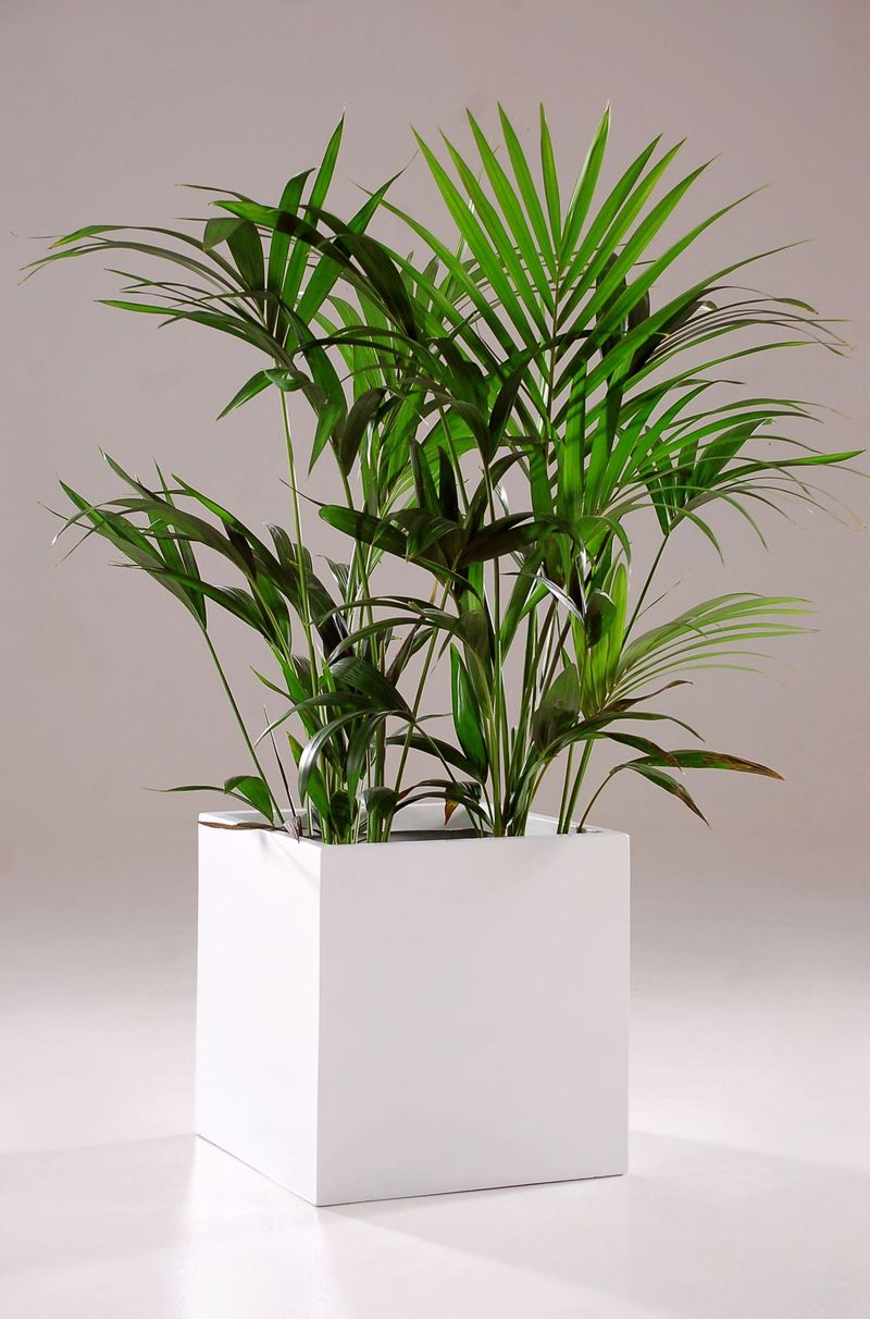 Pflanzkübel Blumenkübel Fiberglas 