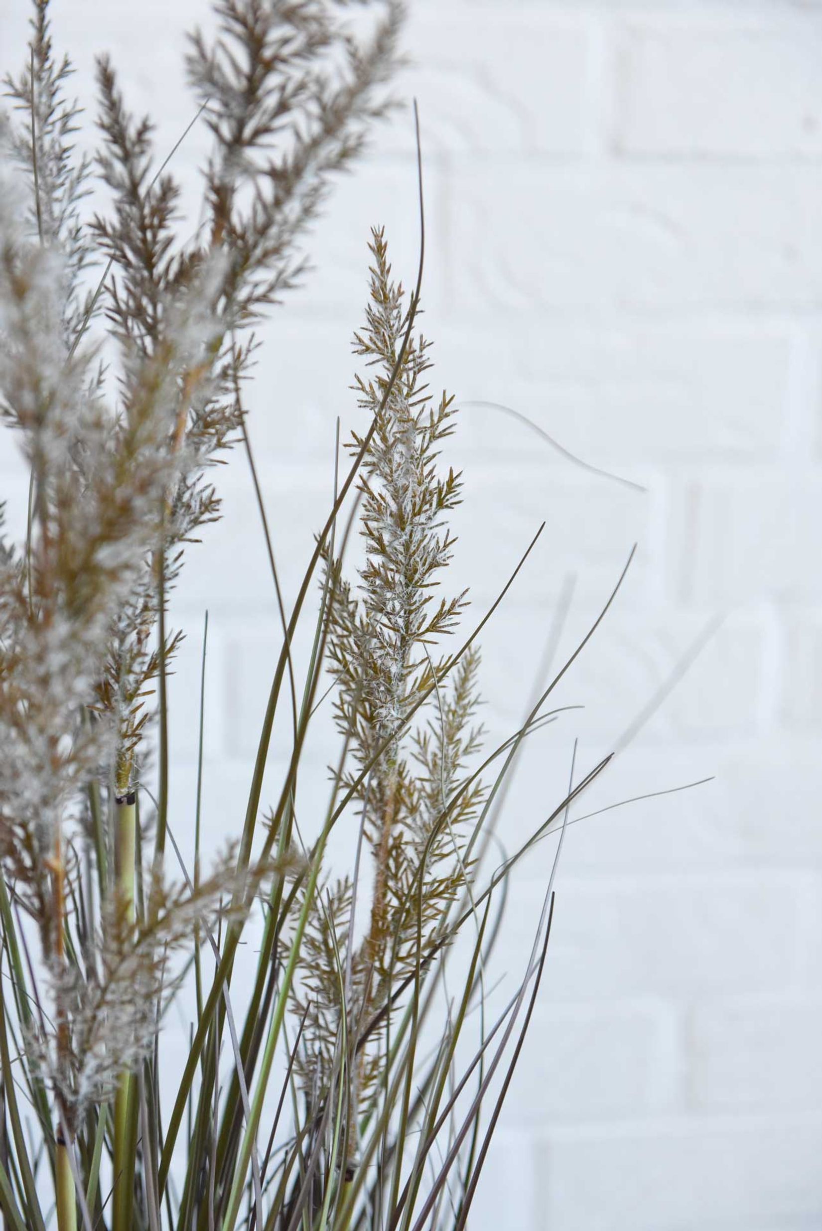 Kunstpflanze Kunstgras Kunststoff SEGGE Kunstpflanze Kunstgras Kunststoff SEGGE