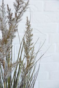 Kunstpflanze Kunstgras Kunststoff SEGGE Kunstpflanze Kunstgras Kunststoff SEGGE