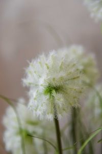 Kunstpflanze Gras mit Blüten im Topf TARA