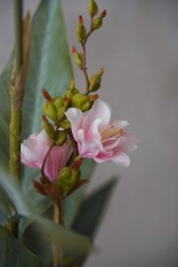 Kunstpflanze Blumenrohr in cremefarbenem Dekotopf CANNA rosa